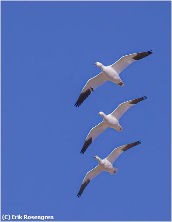 Missing Image: i_0040.jpg - 3-of-akind-Snow-Geese