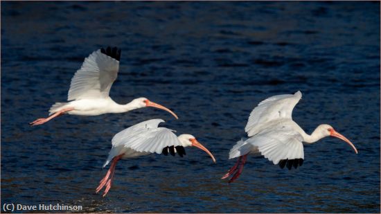 Missing Image: i_0041.jpg - Ibis Trio in Flight