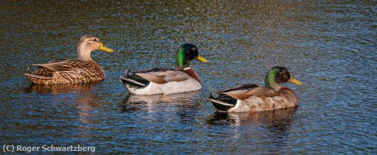 Missing Image: i_0046.jpg - Duck Trio