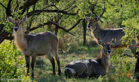 Missing Image: i_0047.jpg - Waterbuck