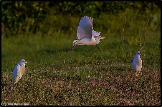 Missing Image: i_0048.jpg - Three Egrets