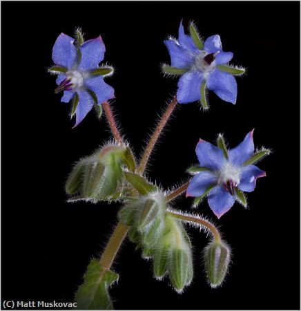 Missing Image: i_0049.jpg - Borage Trio