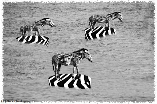 Missing Image: i_0067.jpg - ZEBRA-FLOTILLA