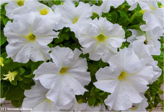 Missing Image: i_0009.jpg - Petunia Blossoms