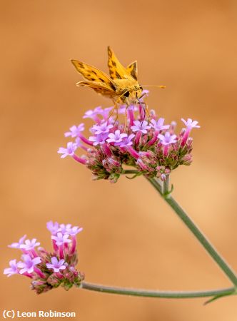 Missing Image: i_0012.jpg - Fiery Skipper