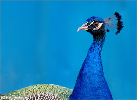 Missing Image: i_0015.jpg - Peacock