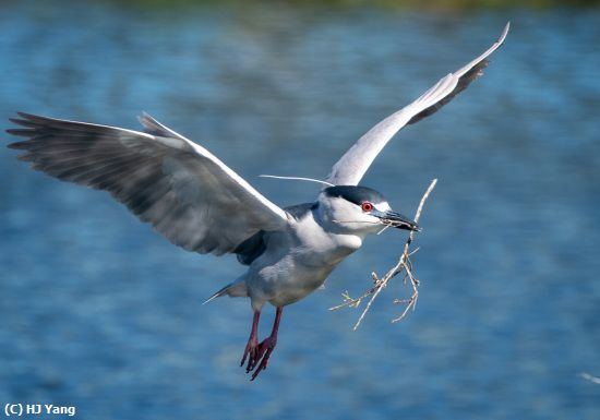 Missing Image: i_0026.jpg - Night Heron