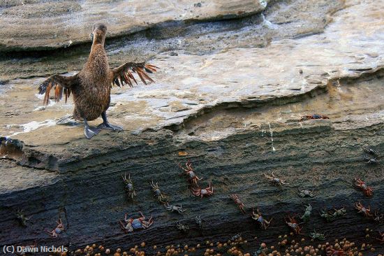 Missing Image: i_0028.jpg - Flightless Cormorant And Neighbors