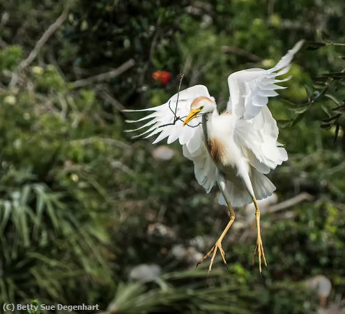 Missing Image: i_0005.jpg - Almost Home-Cattle Egret