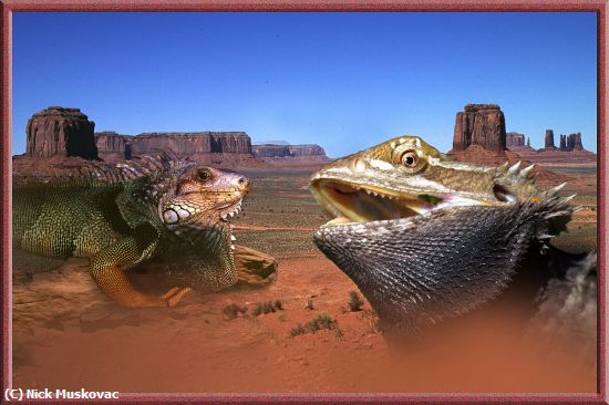 Missing Image: i_0007.jpg - Dragon-meets-IGUANA