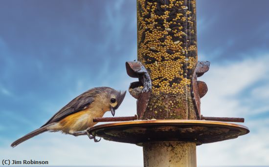 Missing Image: i_0008.jpg - Titmouse at the Feeder