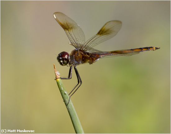 Missing Image: i_0013.jpg - Dragonfly