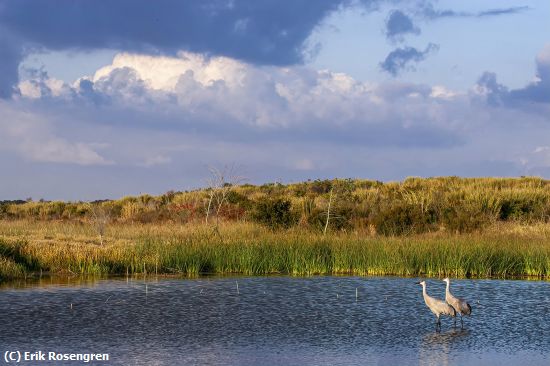 Missing Image: i_0014.jpg - Enjoying-the-view-Sandhill-Cranes