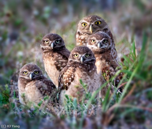Missing Image: i_0020.jpg - Burrowing Owls