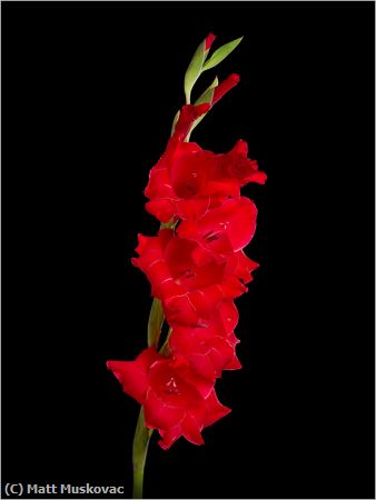 Missing Image: i_0025.jpg - Gladiolus 1