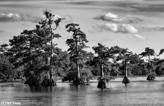 Missing Image: i_0064.jpg - Blue Cypress