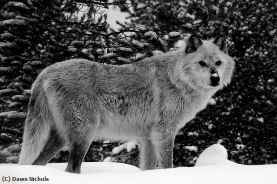 Missing Image: i_0073.jpg - Winter Wolf  Montana