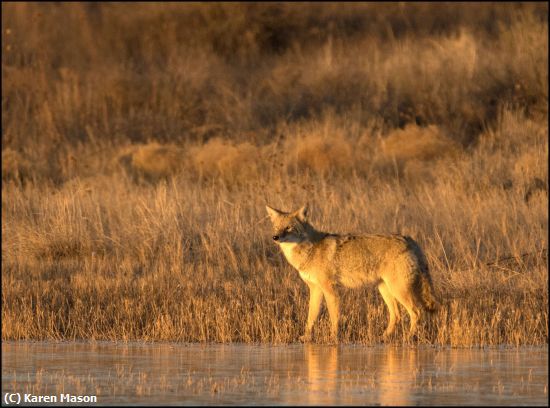 Missing Image: i_0013.jpg - Coyote-at-dawn