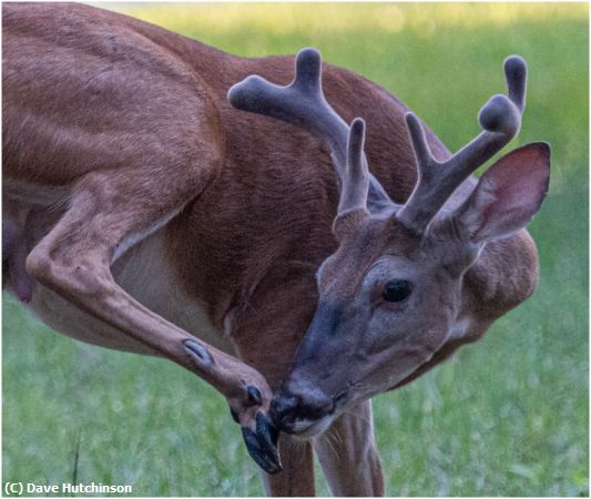 Missing Image: i_0015.jpg - 6 Point Buck in Velvet