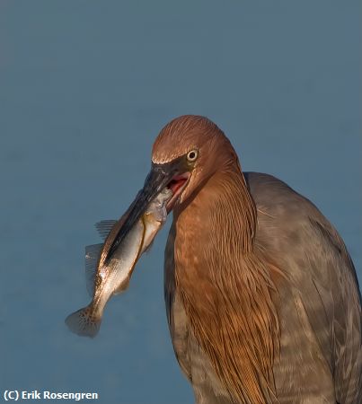 Missing Image: i_0018.jpg - A-mouth-full-Reddish-Egret