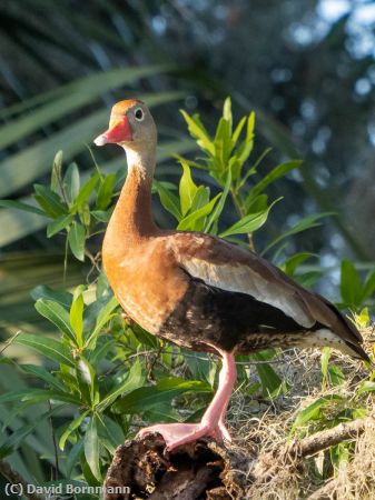 Missing Image: i_0028.jpg - Whistling Duck