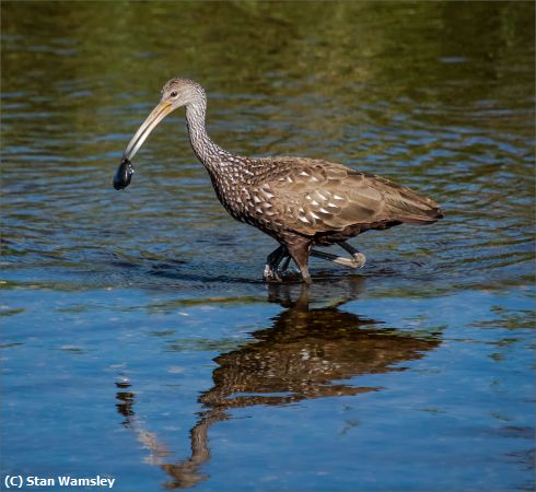 Missing Image: i_0034.jpg - Limpkin-Calm-Lunch