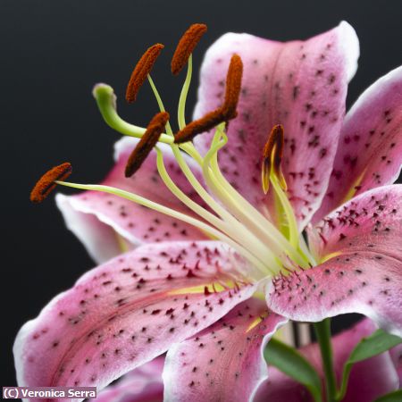 Missing Image: i_0044.jpg - Stargazer Lily