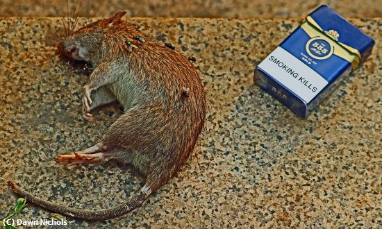 Missing Image: i_0048.jpg - Smoking Kills