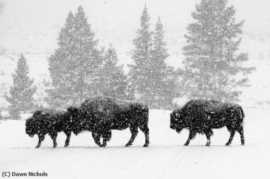 Missing Image: i_0074.jpg - Bison in Blizzard