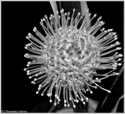 Missing Image: i_0081.jpg - Pincushion Protea