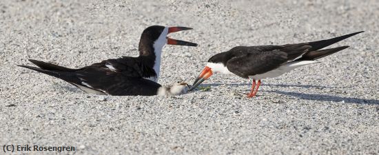 Missing Image: i_0008.jpg - Accepting-Neddlefish-Skimmer-chick