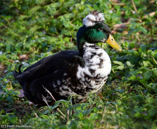 Missing Image: i_0011.jpg - Muscovy Mallard