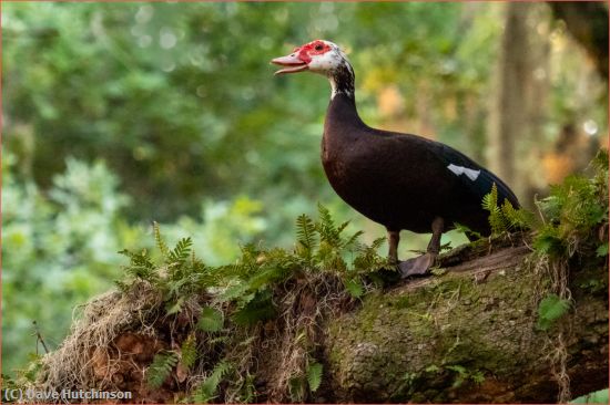 Missing Image: i_0019.jpg - Muscovy Duck in Oak Tree