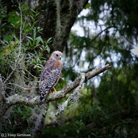 Missing Image: i_0023.jpg - Red Shouldered Hawk