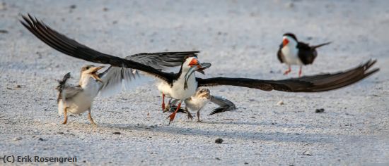 Missing Image: i_0027.jpg - A-mad-house-Black-Skimmers