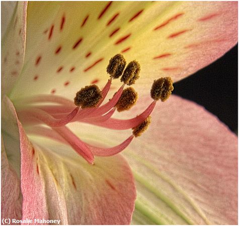 Missing Image: i_0036.jpg - Stamens Close Up