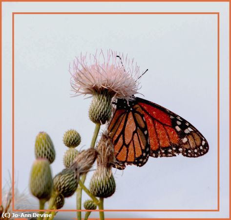 Missing Image: i_0043.jpg - Monarch on Thistle