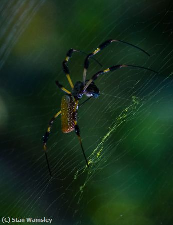 Missing Image: i_0051.jpg - SawgrassSpider