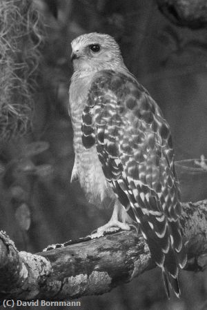 Missing Image: i_0059.jpg - Red Shouldered Hawk