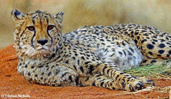 Missing Image: i_0023.jpg - Attentive  Cheetah