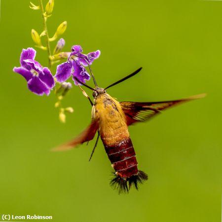 Missing Image: i_0027.jpg - Hummingbird Clearwing Nectaring