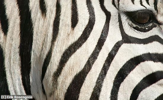 Missing Image: i_0033.jpg - Wild-eye-Tanzania-Africa