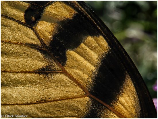 Missing Image: i_0050.jpg - Butterfly Wing Detail