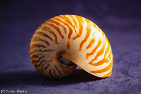 Missing Image: i_0051.jpg - Nautilus Shell
