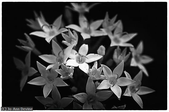 Missing Image: i_0053.jpg - White Pentas