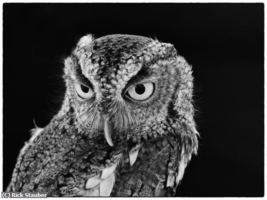 Missing Image: i_0055.jpg - Owl at Honeymoon Island Park