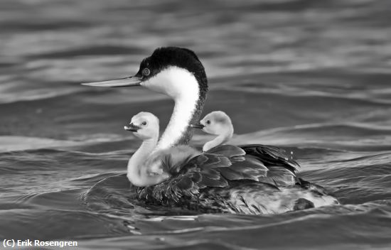 Missing Image: i_0066.jpg - Providing-a-ride-Western-Grebe