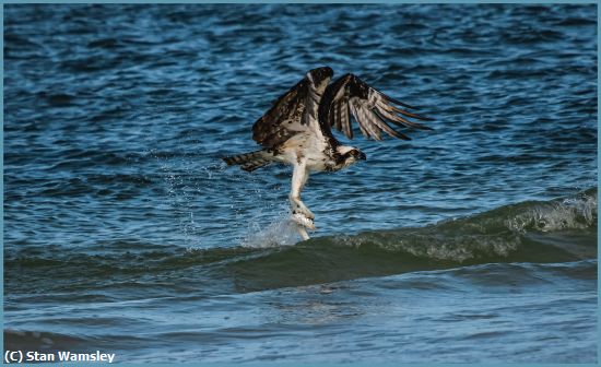 Missing Image: i_0006.jpg - Osprey-Surf-Fishing