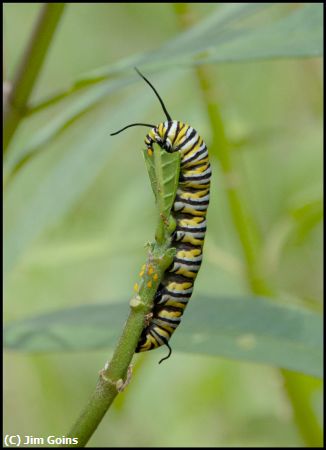 Missing Image: i_0013.jpg - catepillar