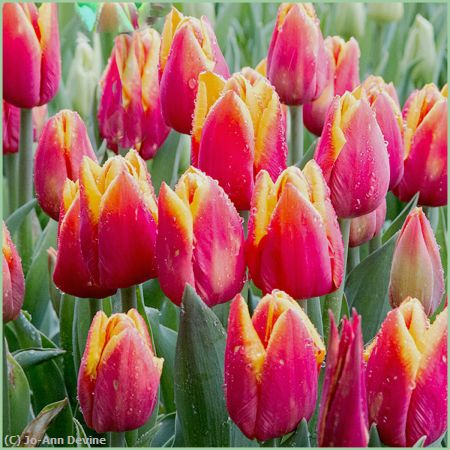 Missing Image: i_0019.jpg - Tulips